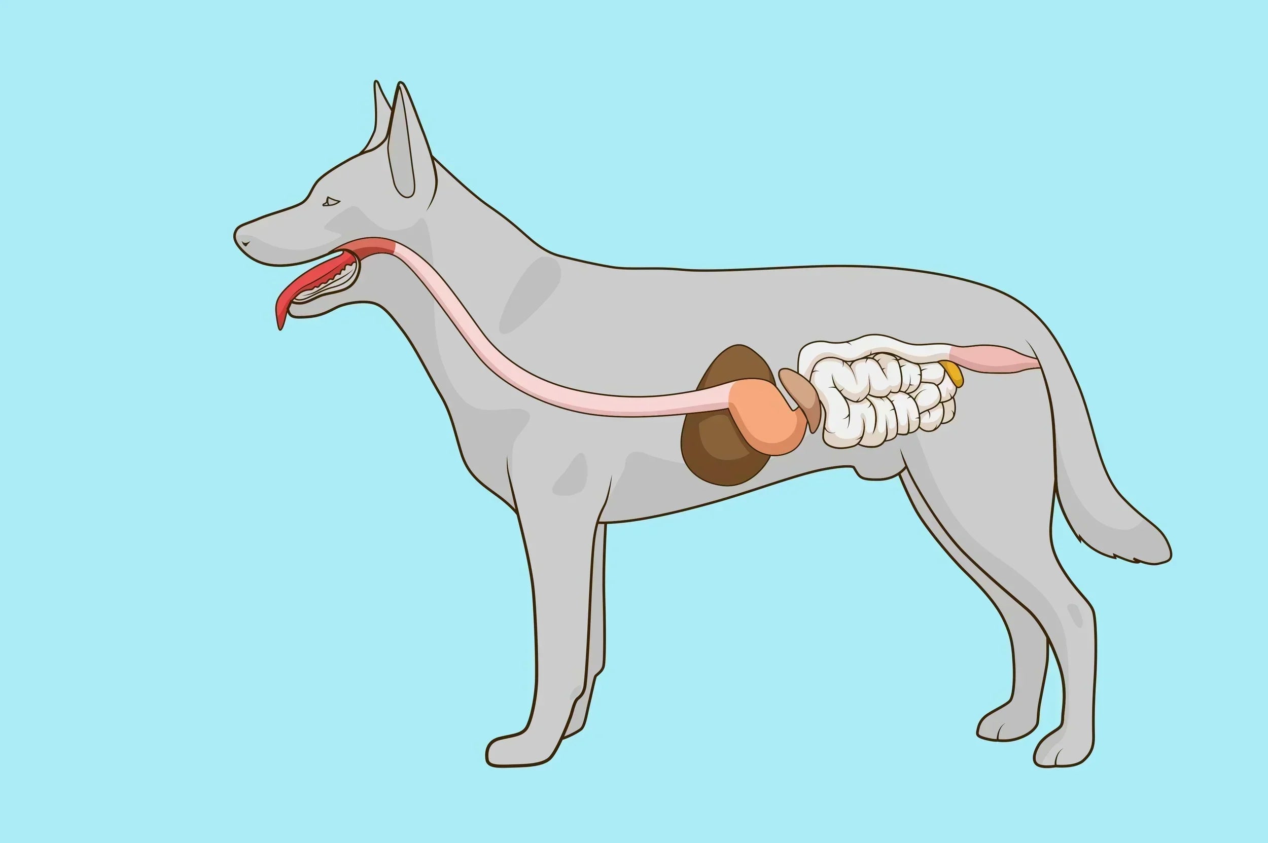Why Your Dog's Loose Stool Isn't Your Fault (And How to Fix It)
