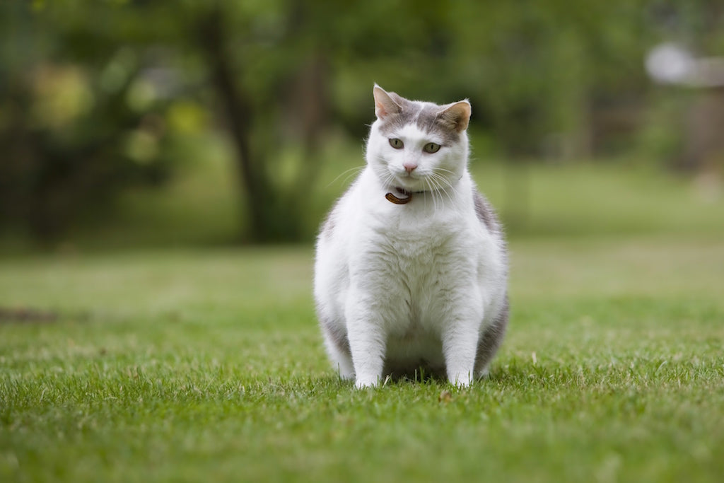 The Hidden Cost of Cat Obesity (And How Premium Food Actually Saves Money)
