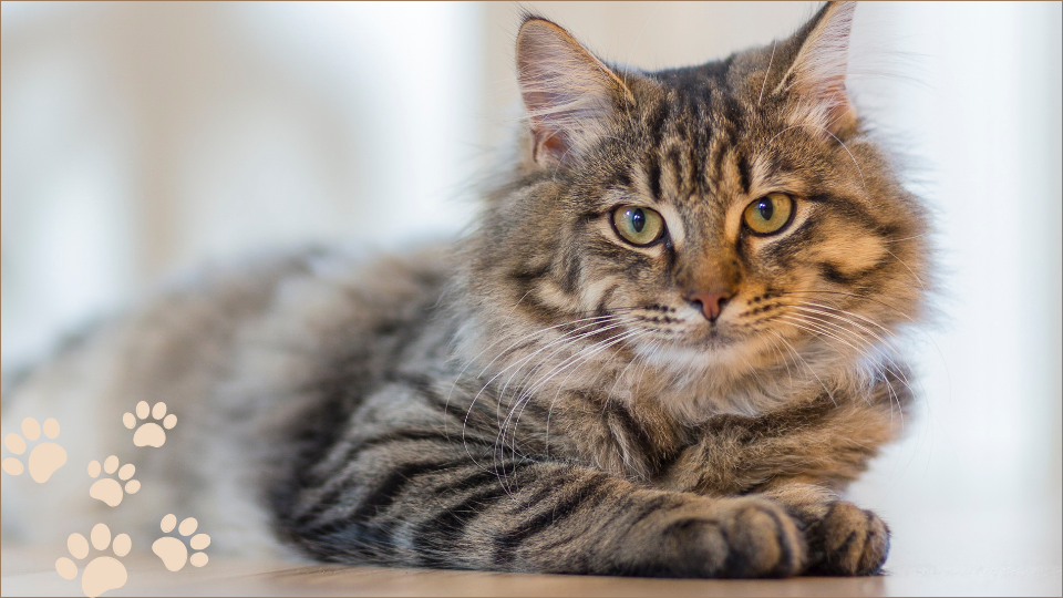 Cat Grooming Service