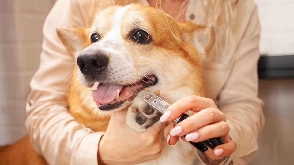 Dog Grooming Service