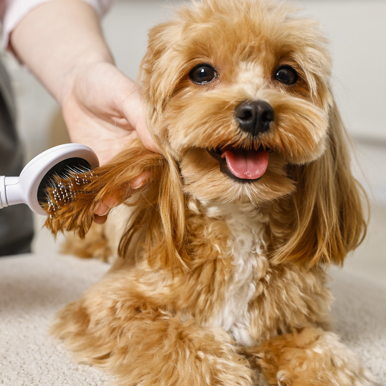 Dog Grooming Service Less Than 10 lbs