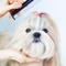 Dog Grooming Service 10 - 20 lbs