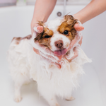 Dog Grooming Service 30 - 50 lbs