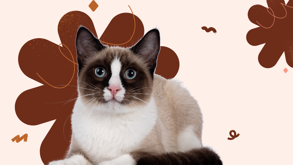 cat solution diet image