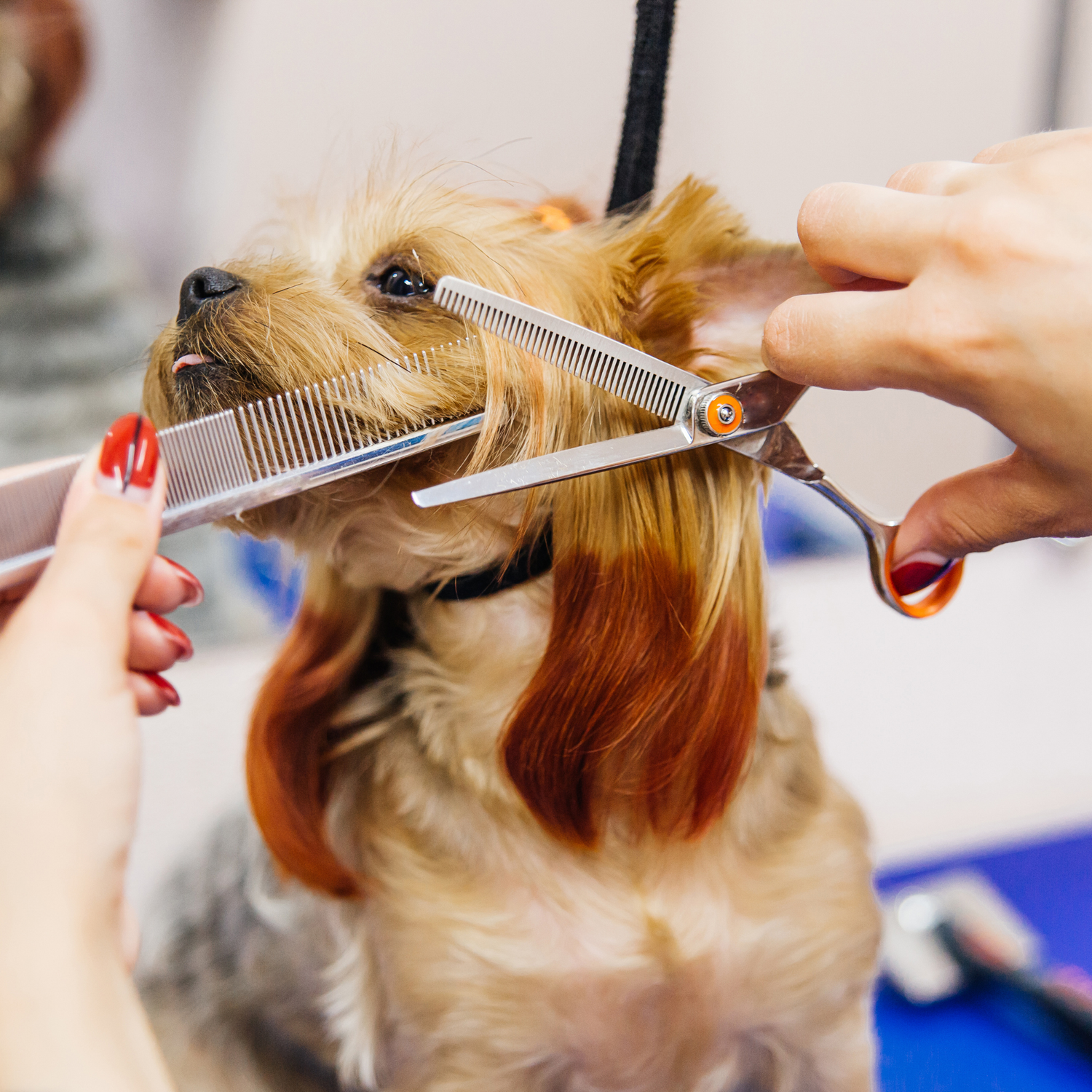 dog grooming 10-20 lbs