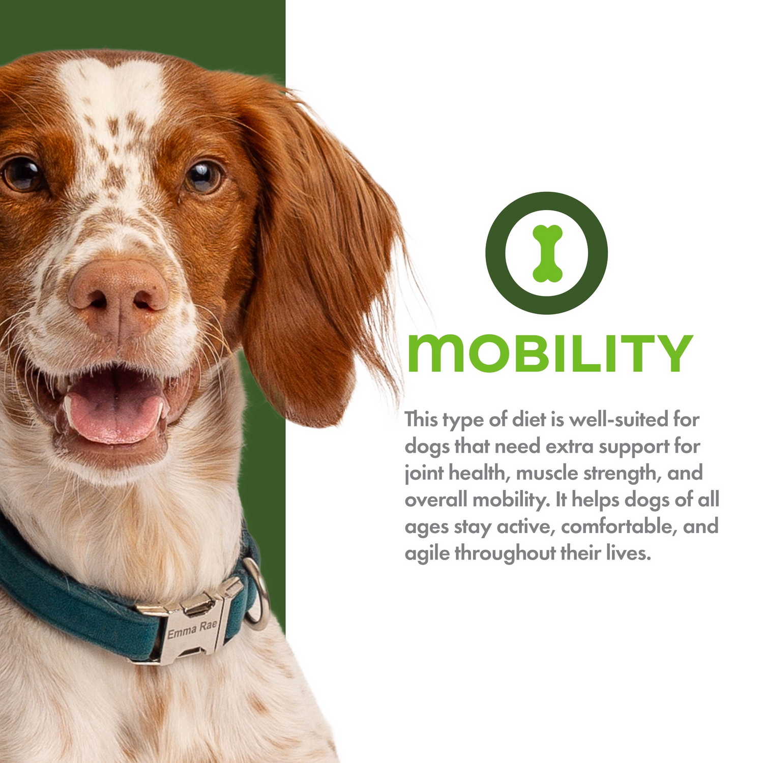 Fromm Nutritionals Mobility Chicken & Whole Oats Recipe Dog Dry Food