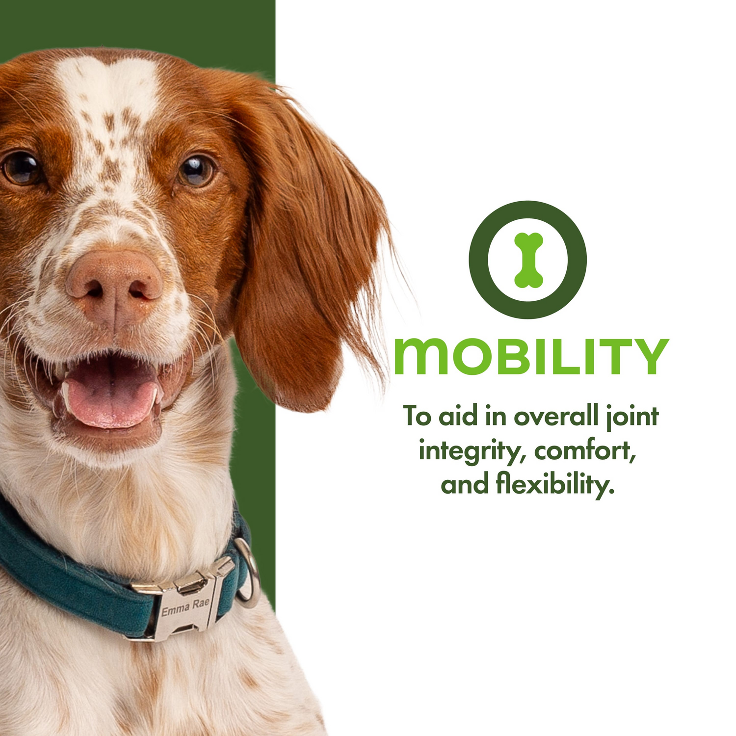 Fromm Nutritionals Mobility Supplement Pâté Dog Wet Food