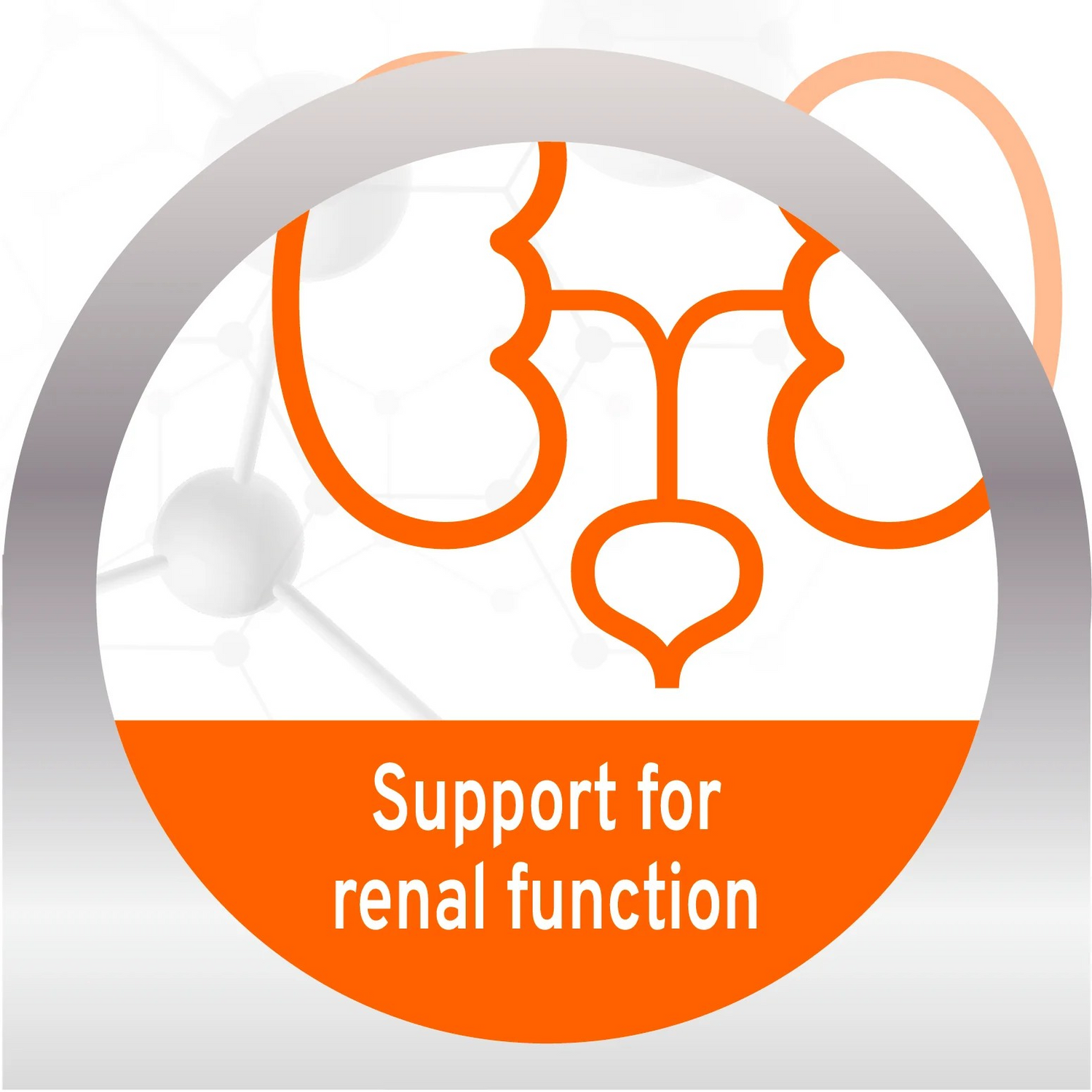 Forza10 ACTIWET Line Renal Kidney Support Lamb Flavor Cat Wet Food