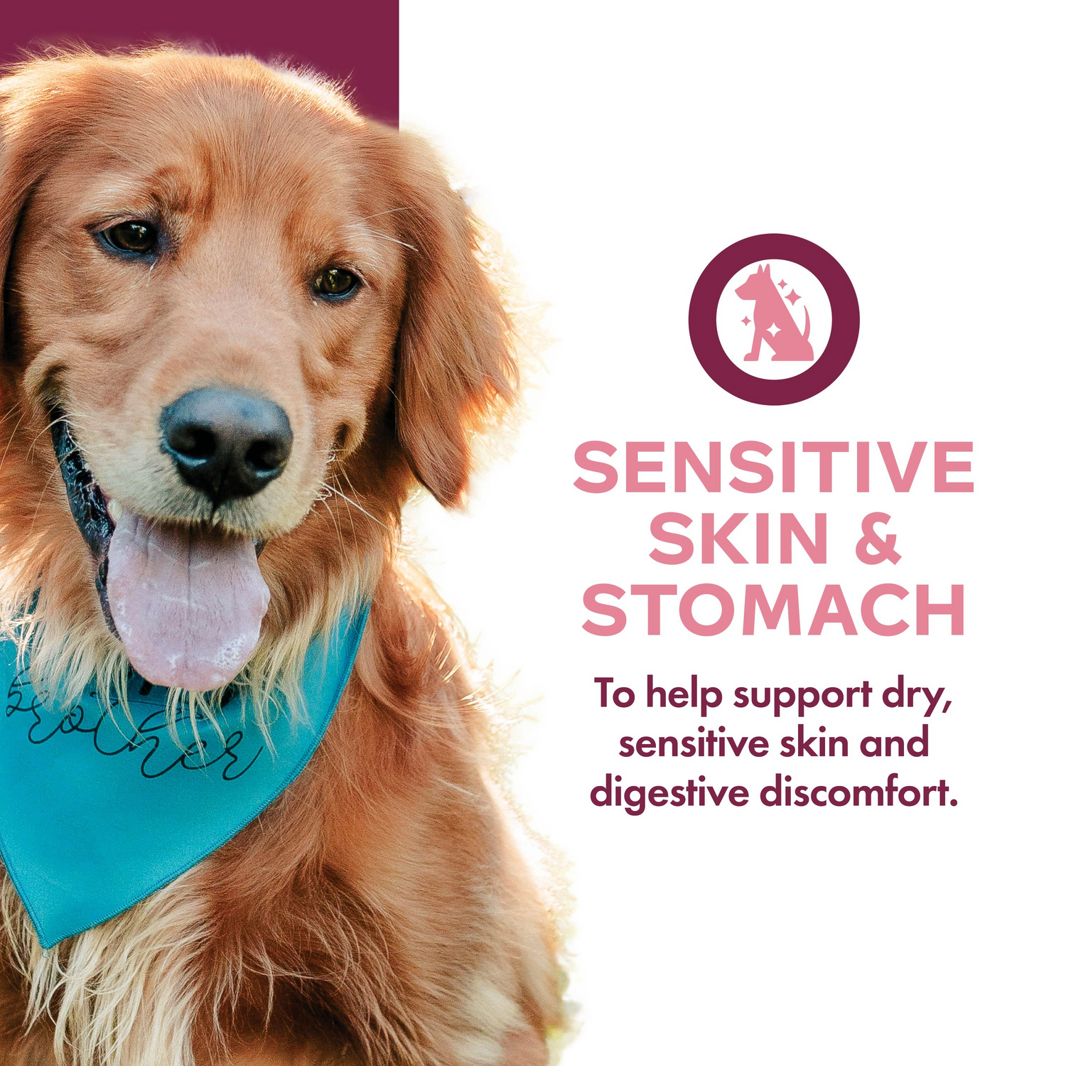 Fromm Nutritionals Sensitive Skin & Stomach Salmon & Whole Oats Recipe Dog Wet Food