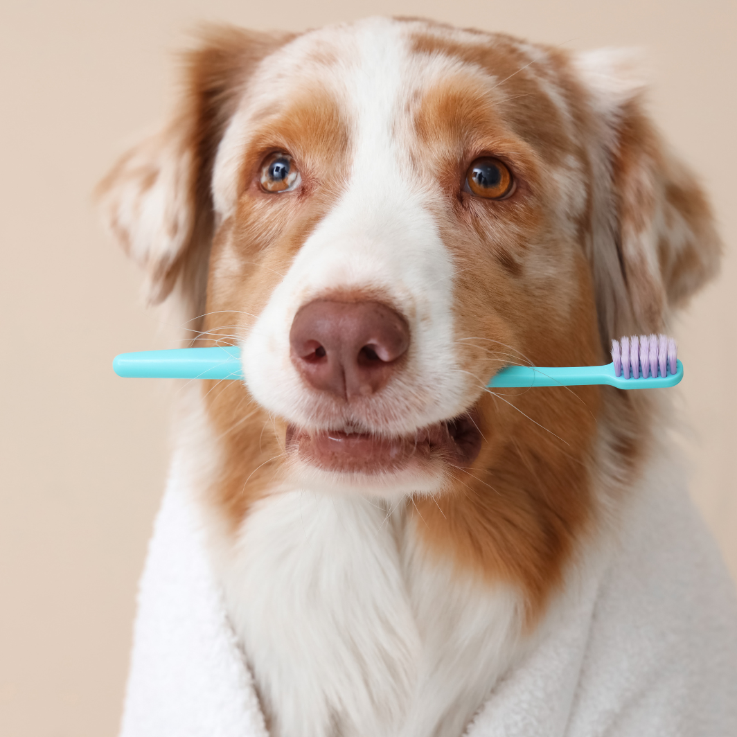 Non-Sedation Teeth Cleaning For Dogs & Cats