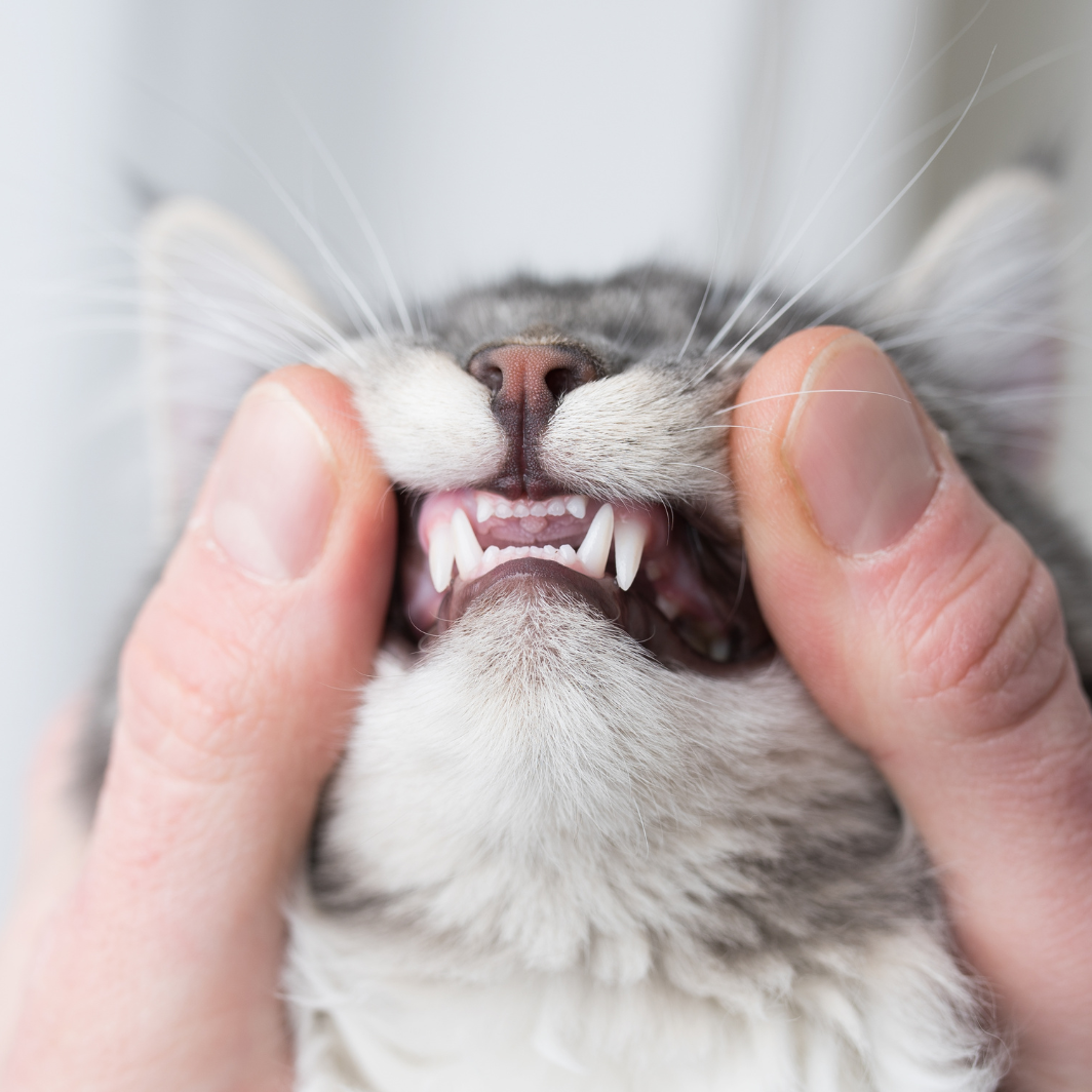 Non-Sedation Teeth Cleaning For Dogs & Cats