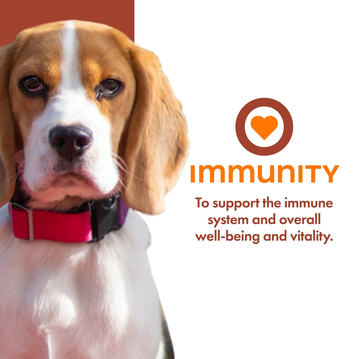 Fromm Immunity Functional Dog Treats 6oz