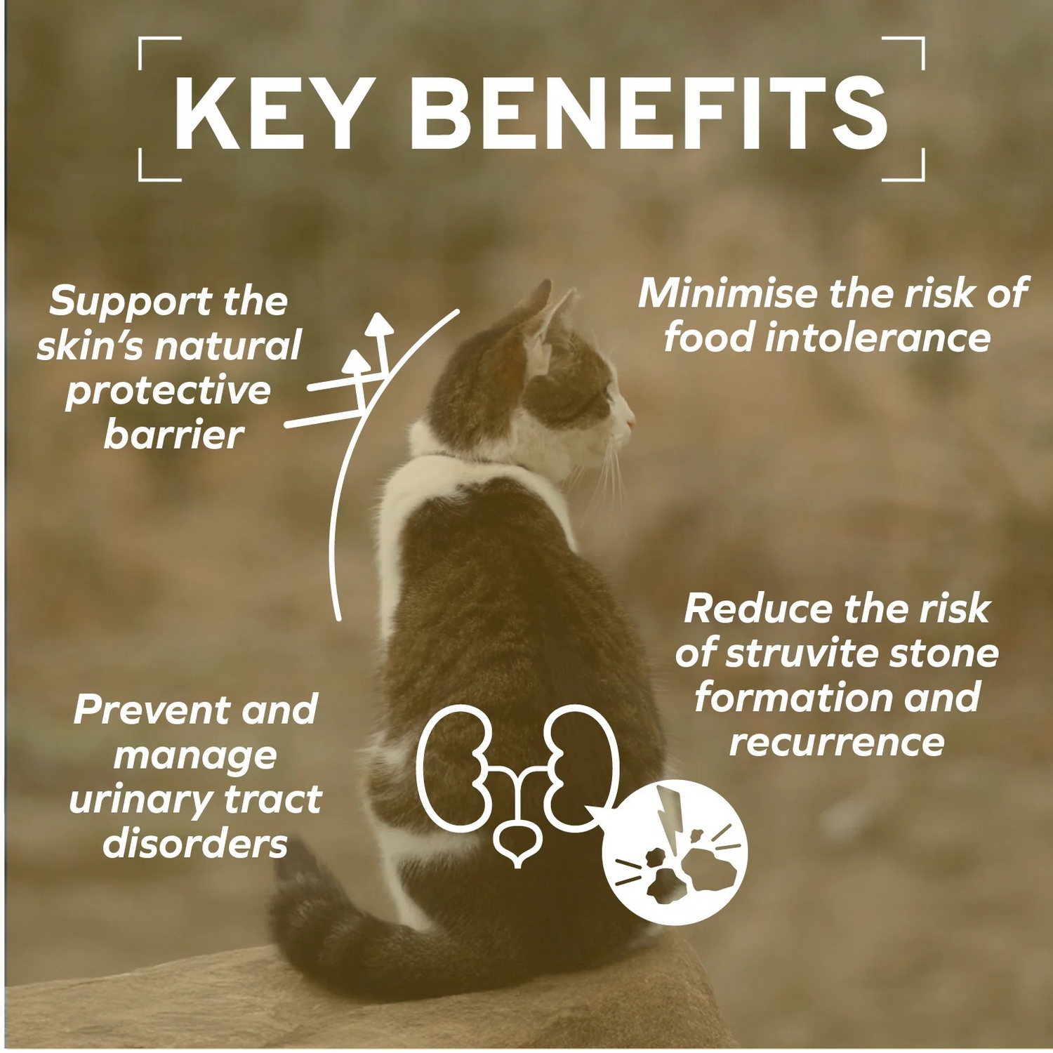 Forza10 ACTIWET Line Urinary Support Fish Flavor Cat Wet Food